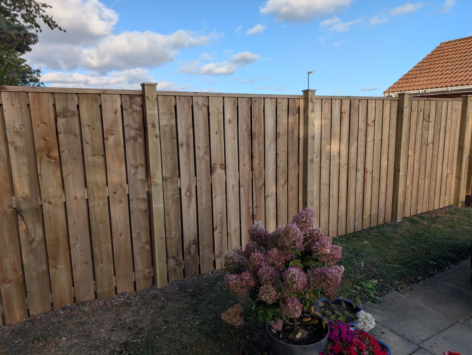A new close-board timber fence along a lawn, with a hydrangea in front